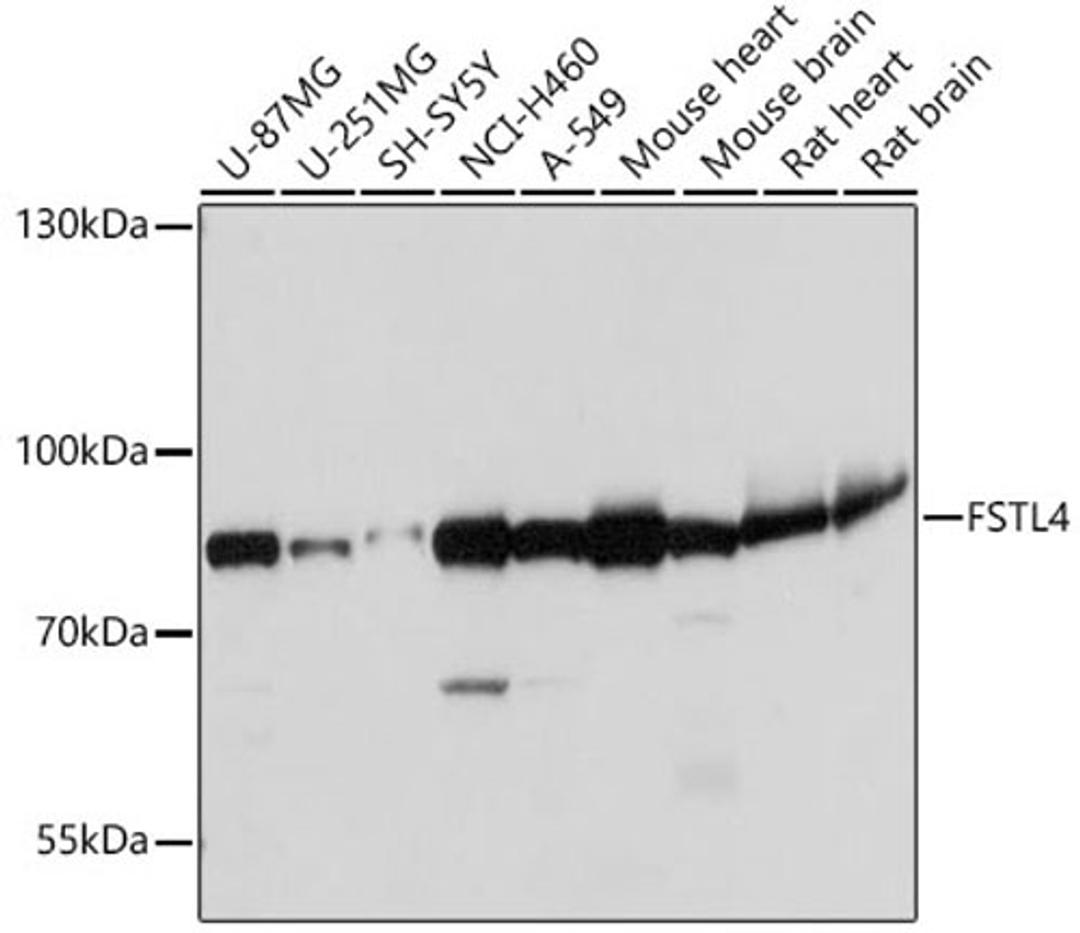 Western blot - FSTL4 antibody (A18233)