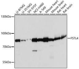 Western blot - FSTL4 antibody (A18233)