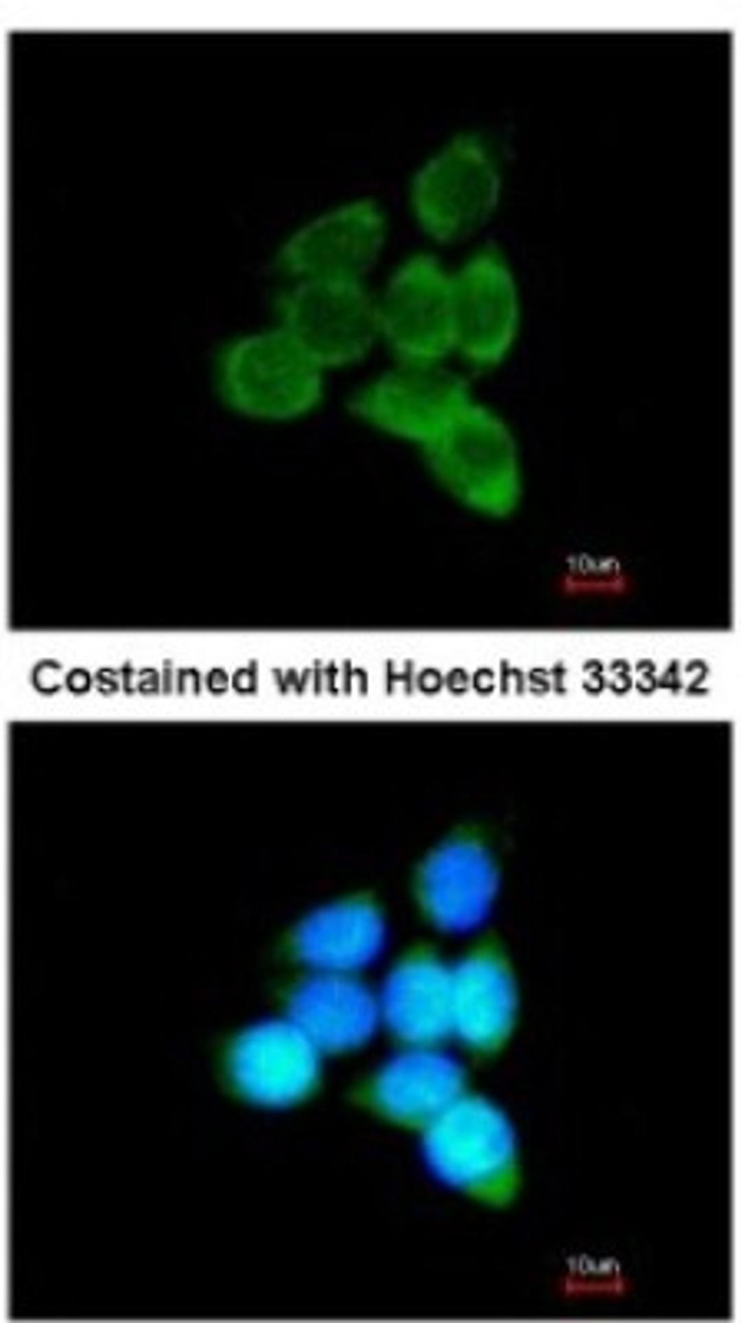 Immunocytochemistry/Immunofluorescence: MINPP1 Antibody [NBP1-32872] - Analysis of methanol-fixed A431, using antibody at 1:200 dilution.