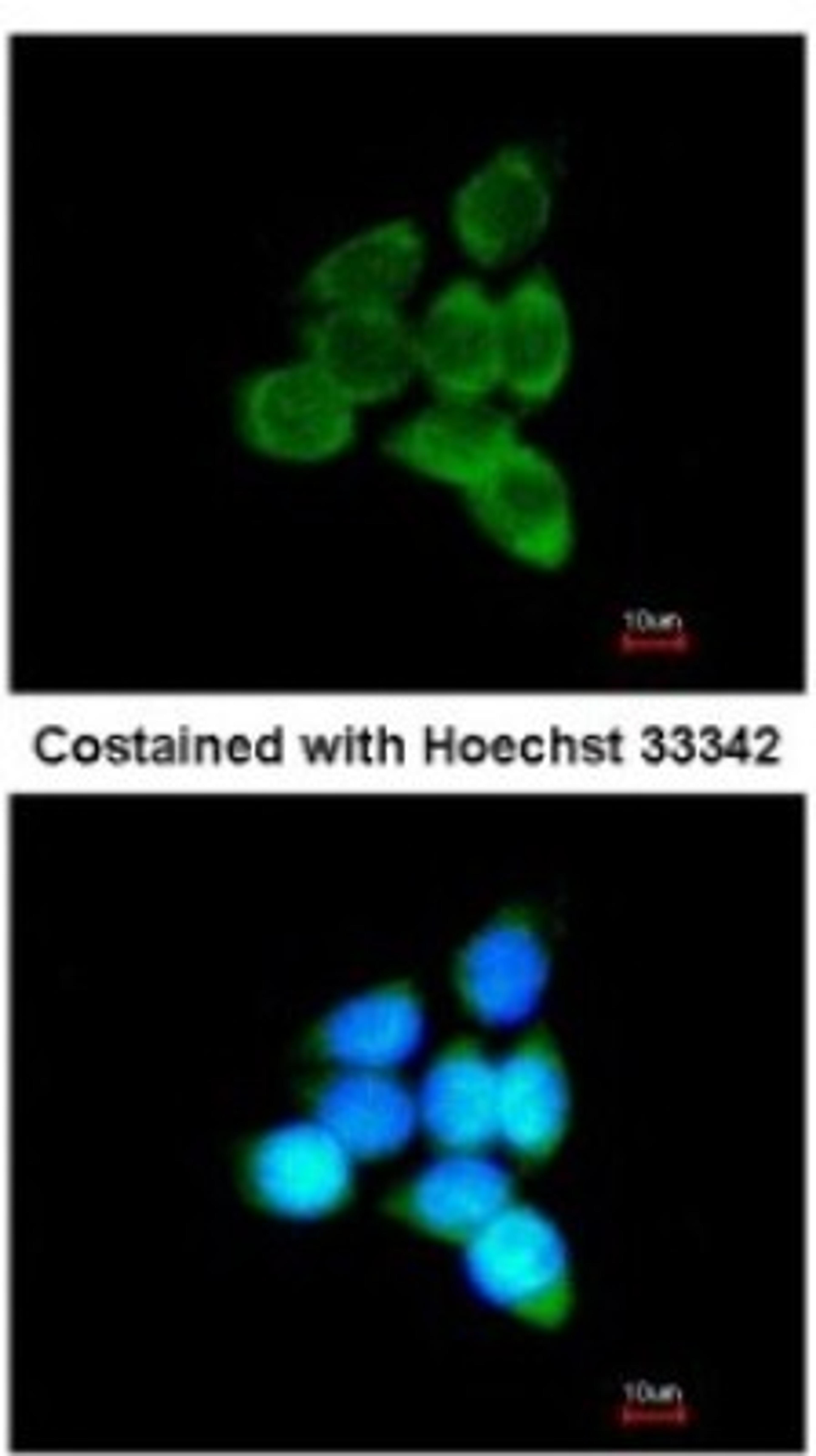 Immunocytochemistry/Immunofluorescence: MINPP1 Antibody [NBP1-32872] - Analysis of methanol-fixed A431, using antibody at 1:200 dilution.