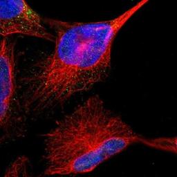 Immunocytochemistry/Immunofluorescence: Kv7.2 Antibody [NBP1-88645] - Staining of human cell line U-251MG shows positivity in nucleus.