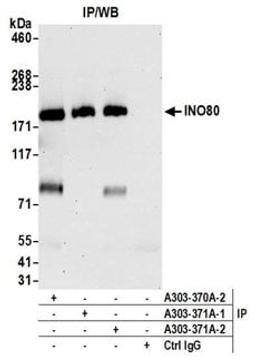 Detection of human INO80 by western blot of immunoprecipitates.