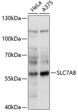 Western blot - SLC7A8 antibody (A14861)