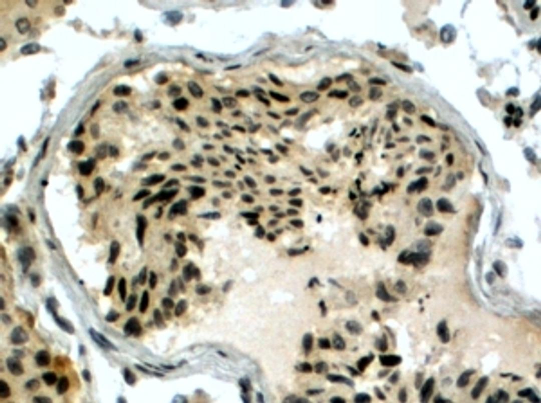 46-192 (4ug/ml) staining of paraffin embedded Human Testis. Steamed antigen retrieval with citrate buffer pH 6, HRP-staining.