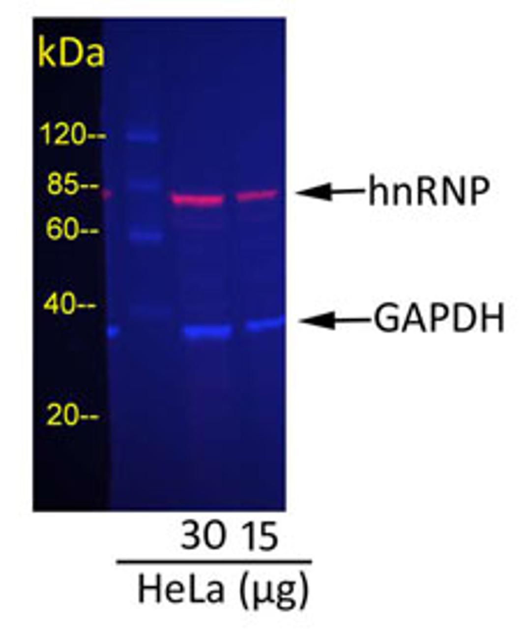 Detection of GAPDH and hnRNP in HeLa Whole Cell Lysate.