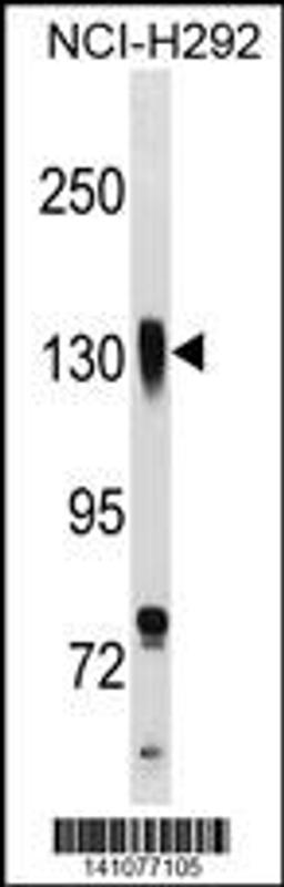 Western blot analysis in NCI-H292 cell line lysates (35ug/lane).