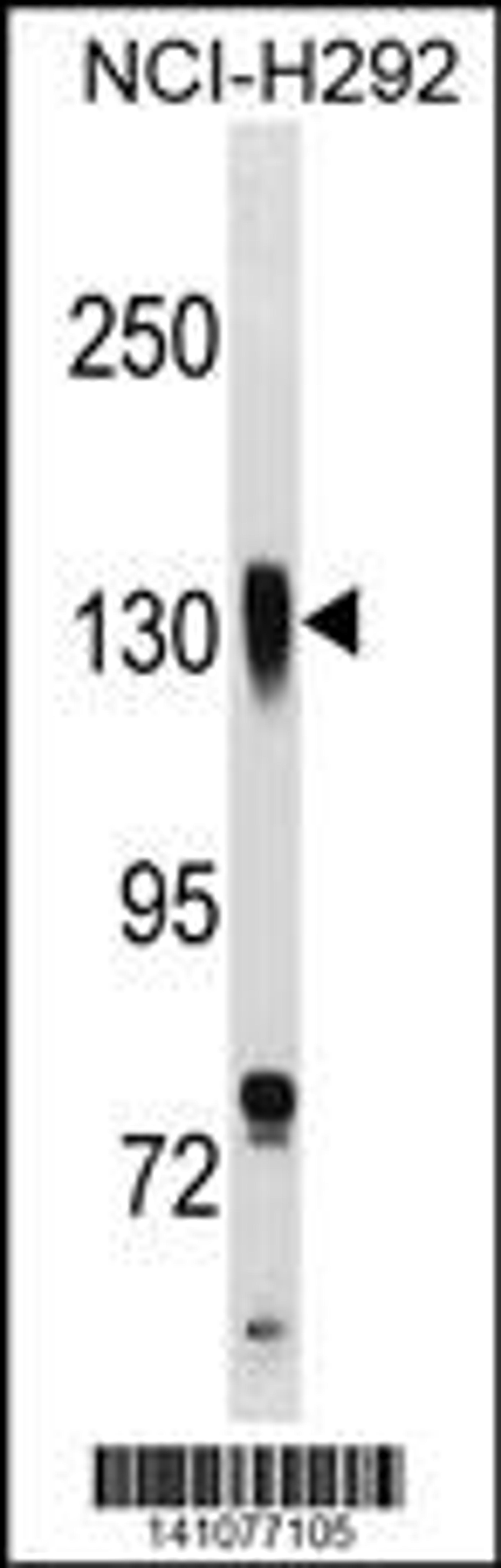 Western blot analysis in NCI-H292 cell line lysates (35ug/lane).