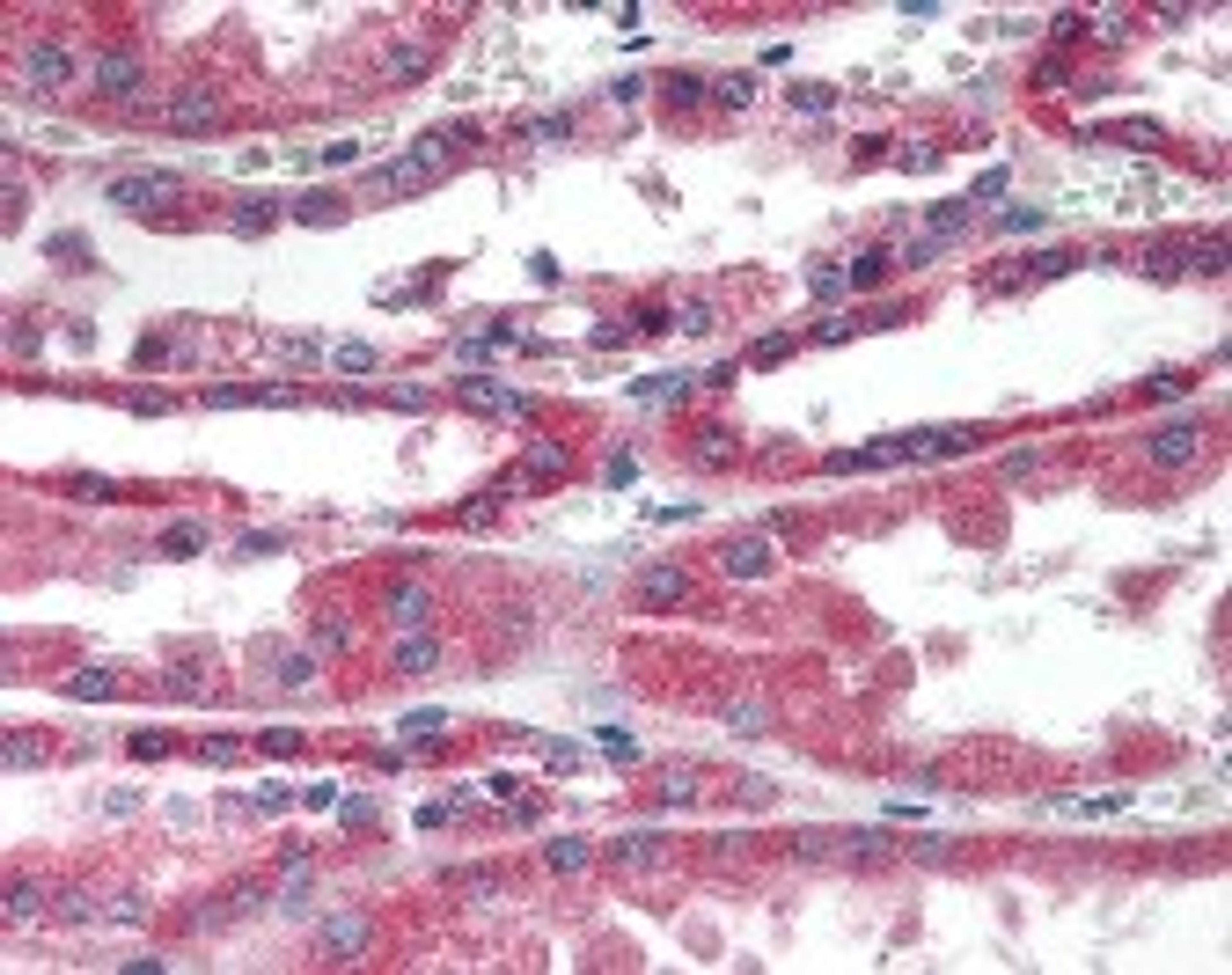 Immunohistochemistry staining of RDH11 in kidney: formalin-fixed paraffin-embeded (ffpe)RDH11 Antibody.