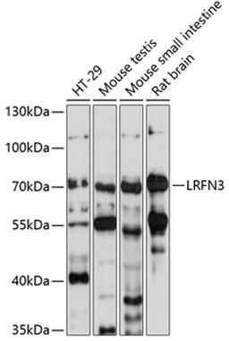 Western blot - LRFN3 antibody (A14927)