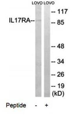 Western blot analysis of extracts from LOVO cells using IL17RA antibody