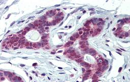 Antibody used in IHC on Human Breast at 5.0 ug/ml.