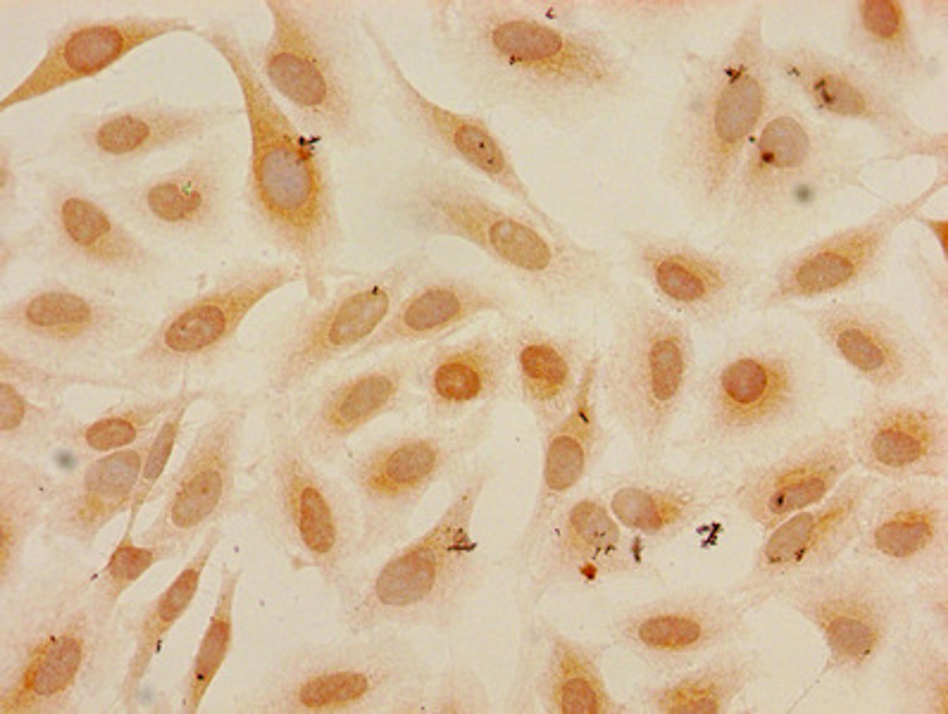 Immunocytochemistry analysis of Hela cells using CSB-PA010418PA27me1HU at dilution of 1:100