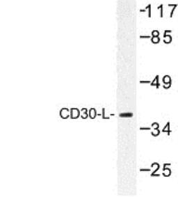 Western Blot: CD30 Ligand/TNFSF8 Antibody [NBP1-00746] - analysis of CD30-L (Q103) antibody in extracts from RAW264.7 cells