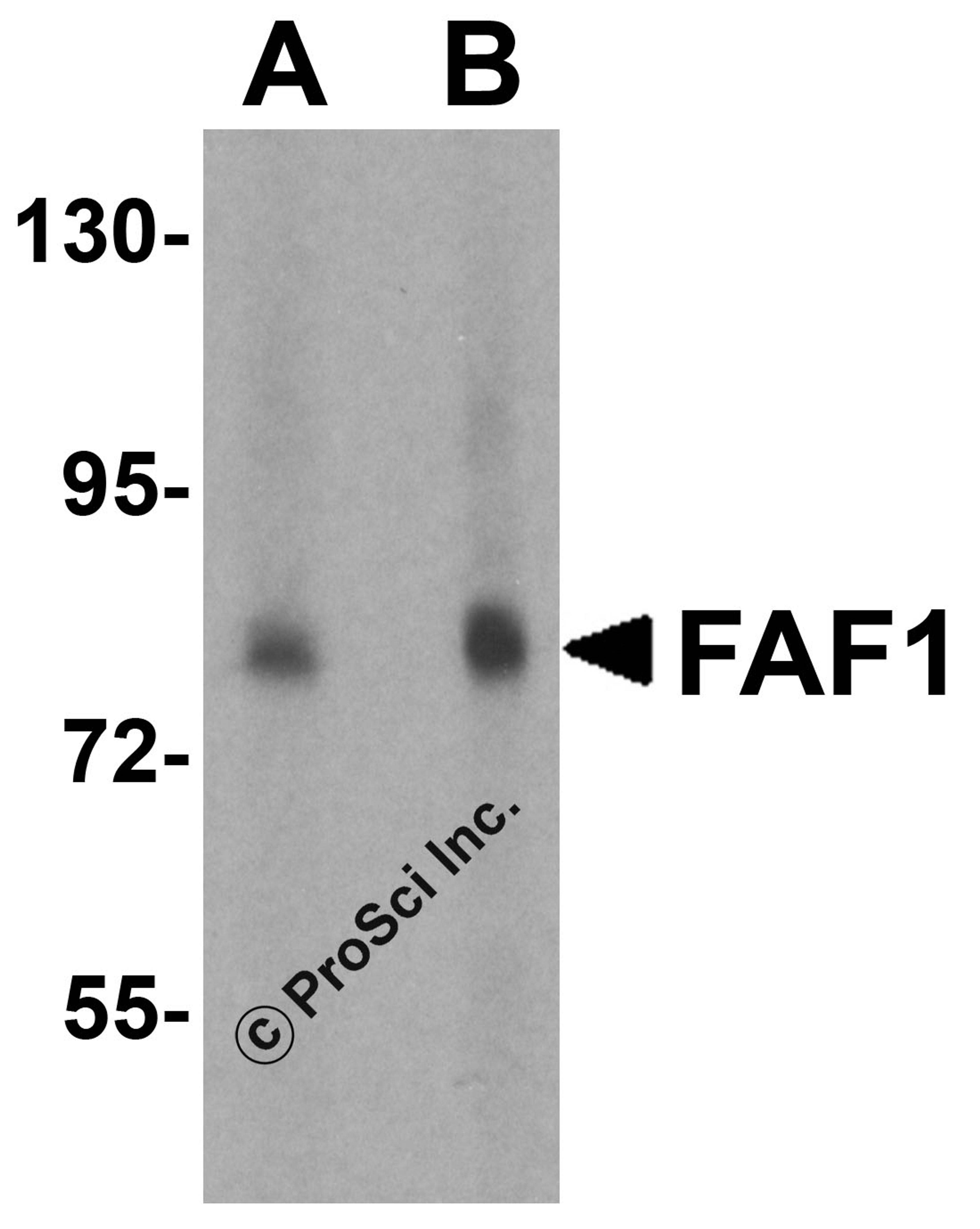 Western blot analysis of FAF1 in THP-1 cell lysate with FAF1 antibody at (A) 1 and (B) 2 μg/mL.