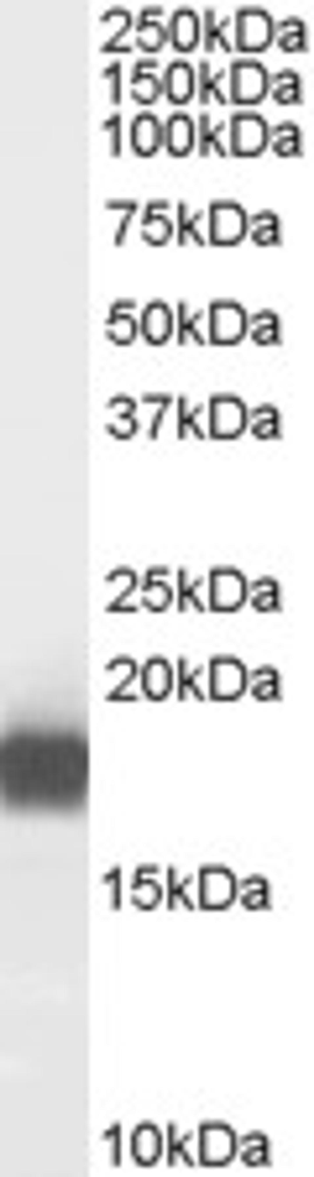 46-200 (0.01ug/ml) staining of Human Pancreas lysate (35ug protein in RIPA buffer). Primary incubation was 1 hour. Detected by chemiluminescence.