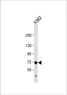 Western Blot at 1:1000 dilution + K562 whole cell lysate Lysates/proteins at 20 ug per lane.