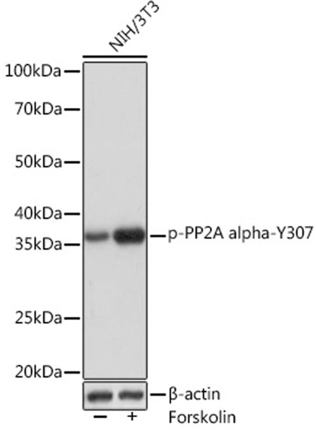 Western blot - Phospho-PP2A alpha-Y307 Rabbit mAb (AP1043)