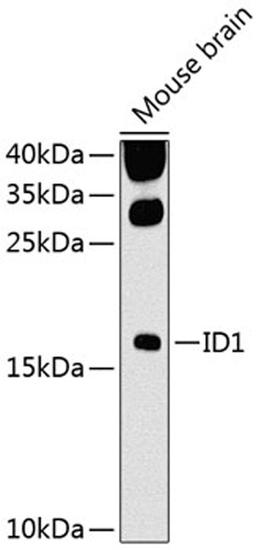 Western blot - ID1 antibody (A8432)