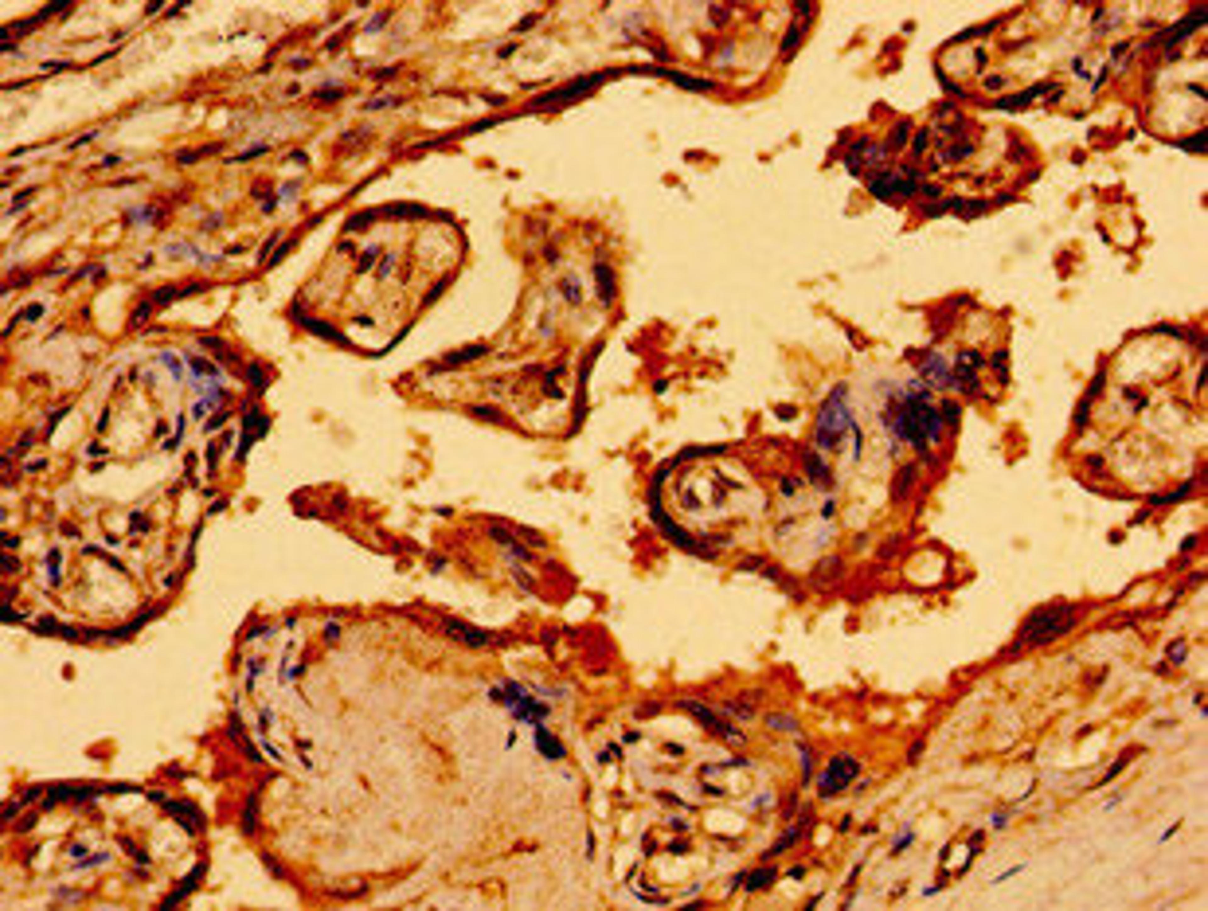 Immunohistochemistry of paraffin-embedded human placenta tissue using CSB-PA015734LA01HU at dilution of 1:100