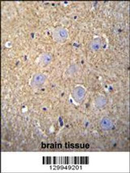 OR2T3 Antibody immunohistochemistry analysis in formalin fixed and paraffin embedded human brain tissue followed by peroxidase conjugation of the secondary antibody and DAB staining.