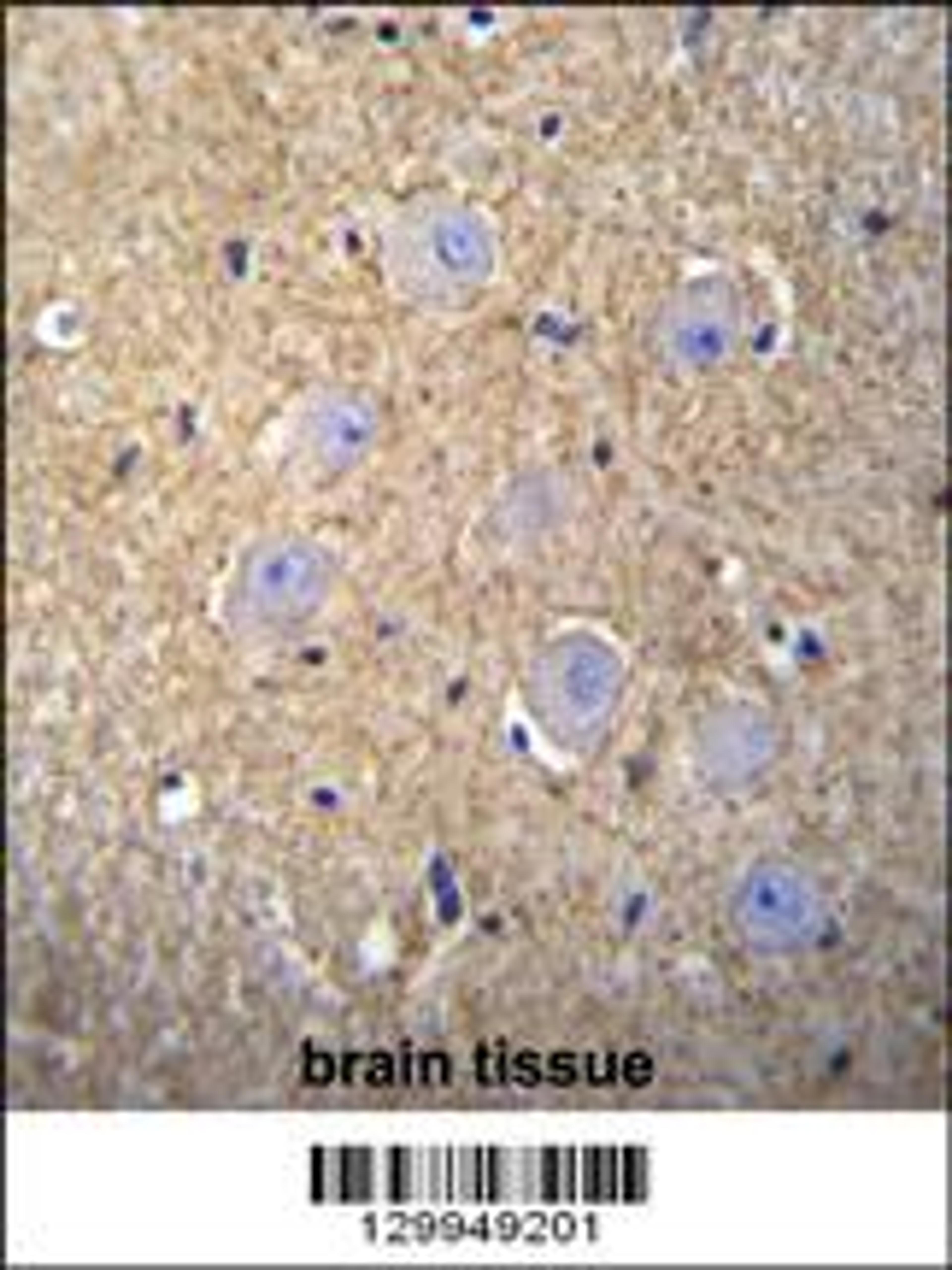 OR2T3 Antibody immunohistochemistry analysis in formalin fixed and paraffin embedded human brain tissue followed by peroxidase conjugation of the secondary antibody and DAB staining.