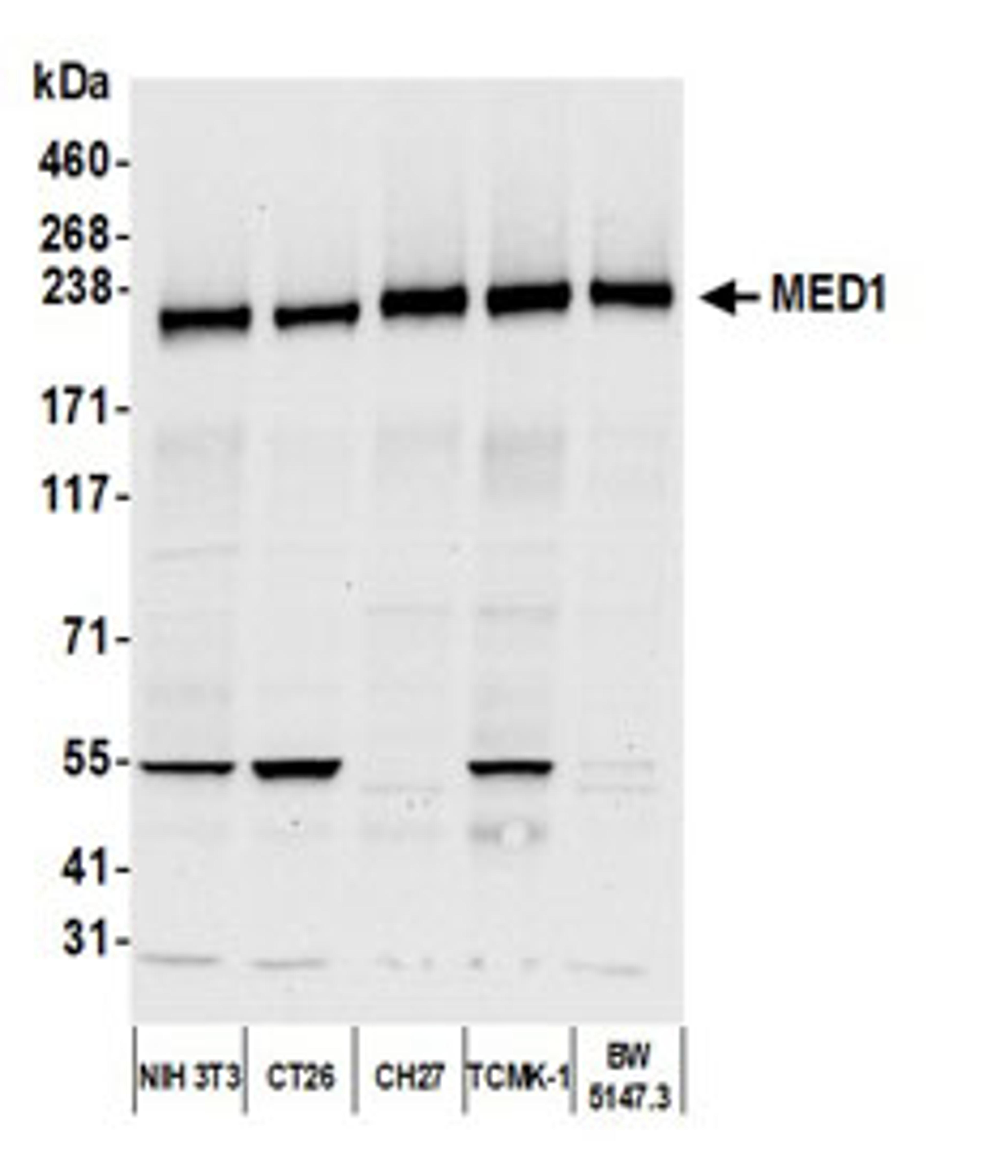 Detection of mouse MED1 by western blot.