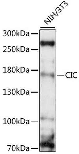 Western blot - CIC antibody (A15408)