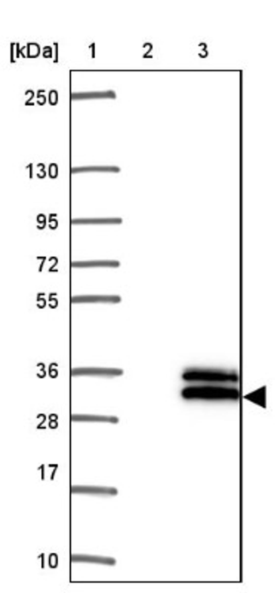 Western Blot: C3orf62 Antibody [NBP1-81899] - Lane 1: Marker [kDa] 250, 130, 95, 72, 55, 36, 28, 17, 10<br/>Lane 2: Negative control (vector only transfected HEK293T lysate)<br/>Lane 3: Over-expression lysate (Co-expressed with a C-terminal myc-DDK tag (~3.1 kDa) in mammalian HEK293T cells, LY404856)