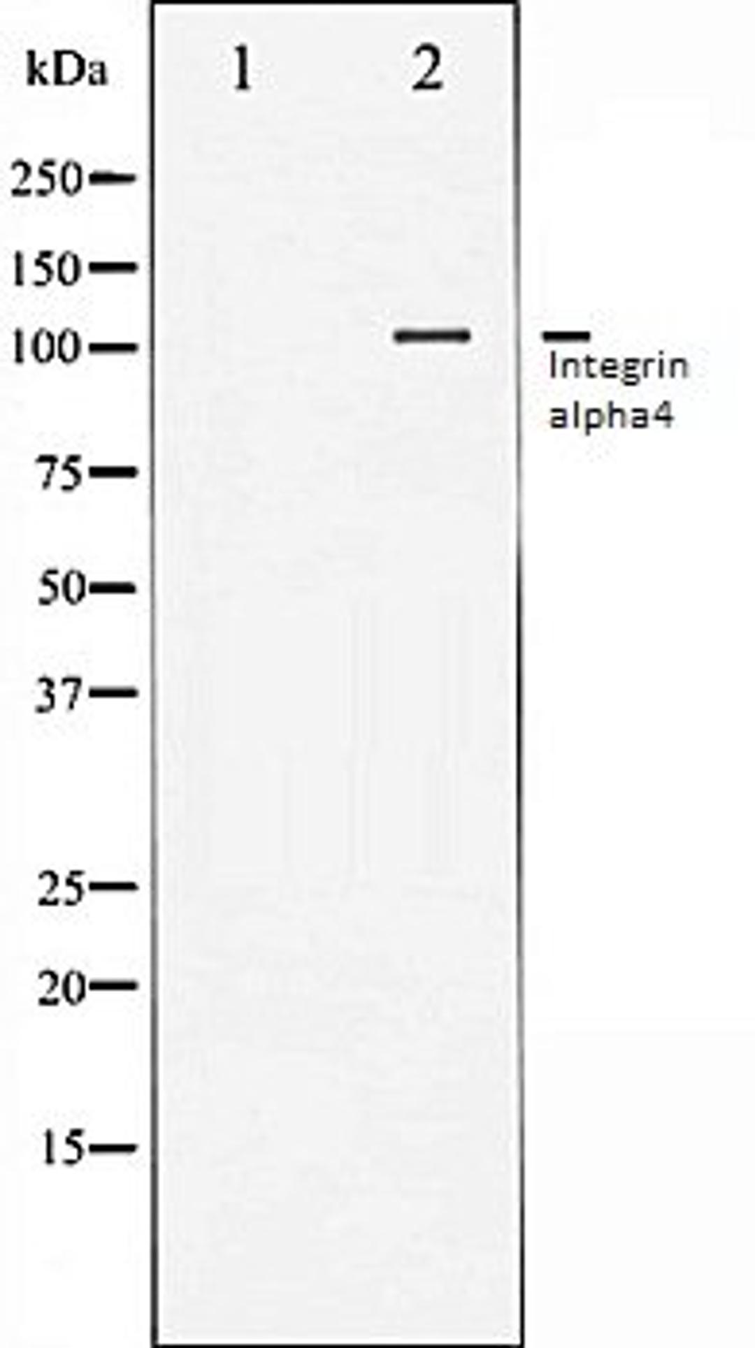 Western blot analysis of Jurkat whole cell lysates using Integrin alpha4 antibody, The lane on the left is treated with the antigen-specific peptide.