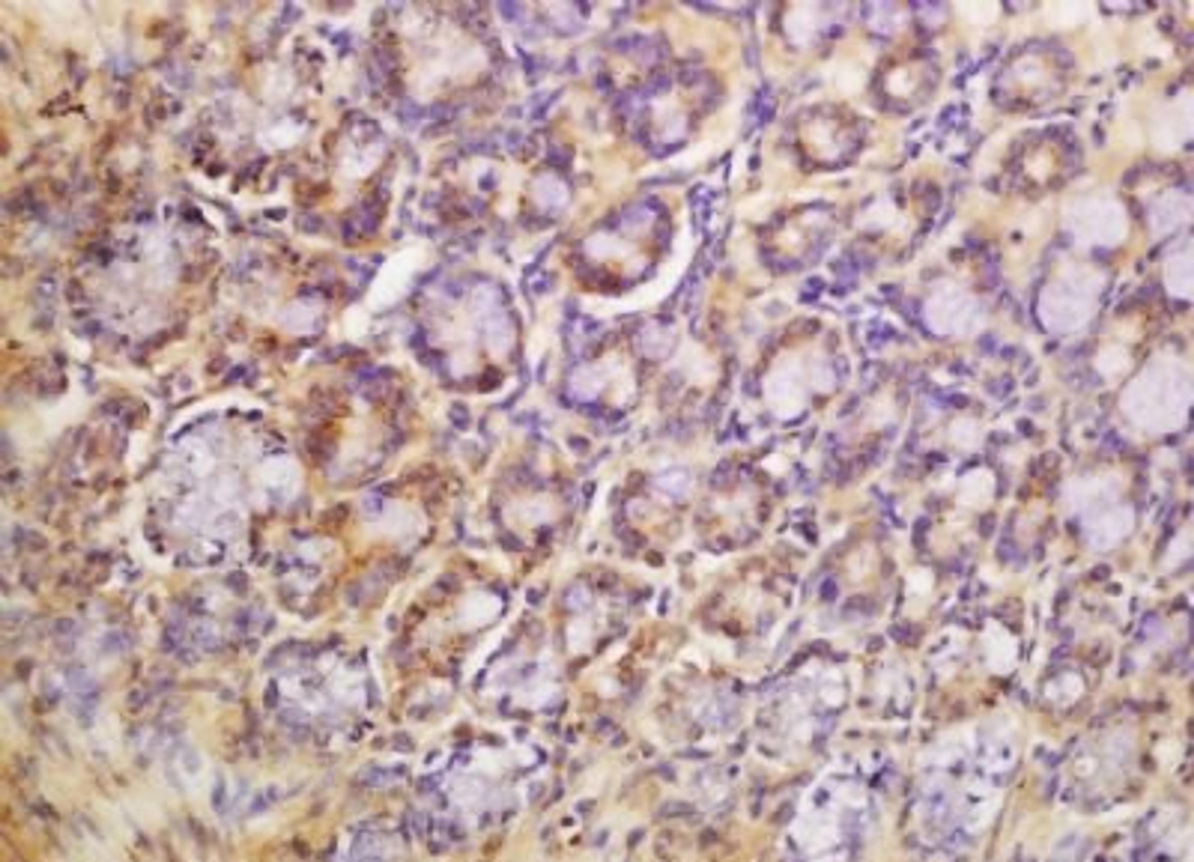 Immunohistochemical analysis of formalin-fixed paraffin embedded mouse colon tissue using Agrin antibody (dilution at 1:200)