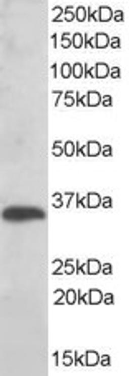 46-541 (0.01ug/ml) staining of Human Liver lysate (35ug protein in RIPA buffer). Primary incubation was 1 hour. Detected by chemiluminescence.