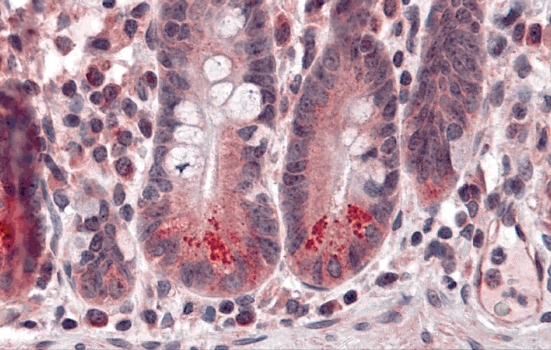 Immunohistochemistry of BRUCE in human small intestine tissue with BRUCE antibody at 5 &#956;g/mL.