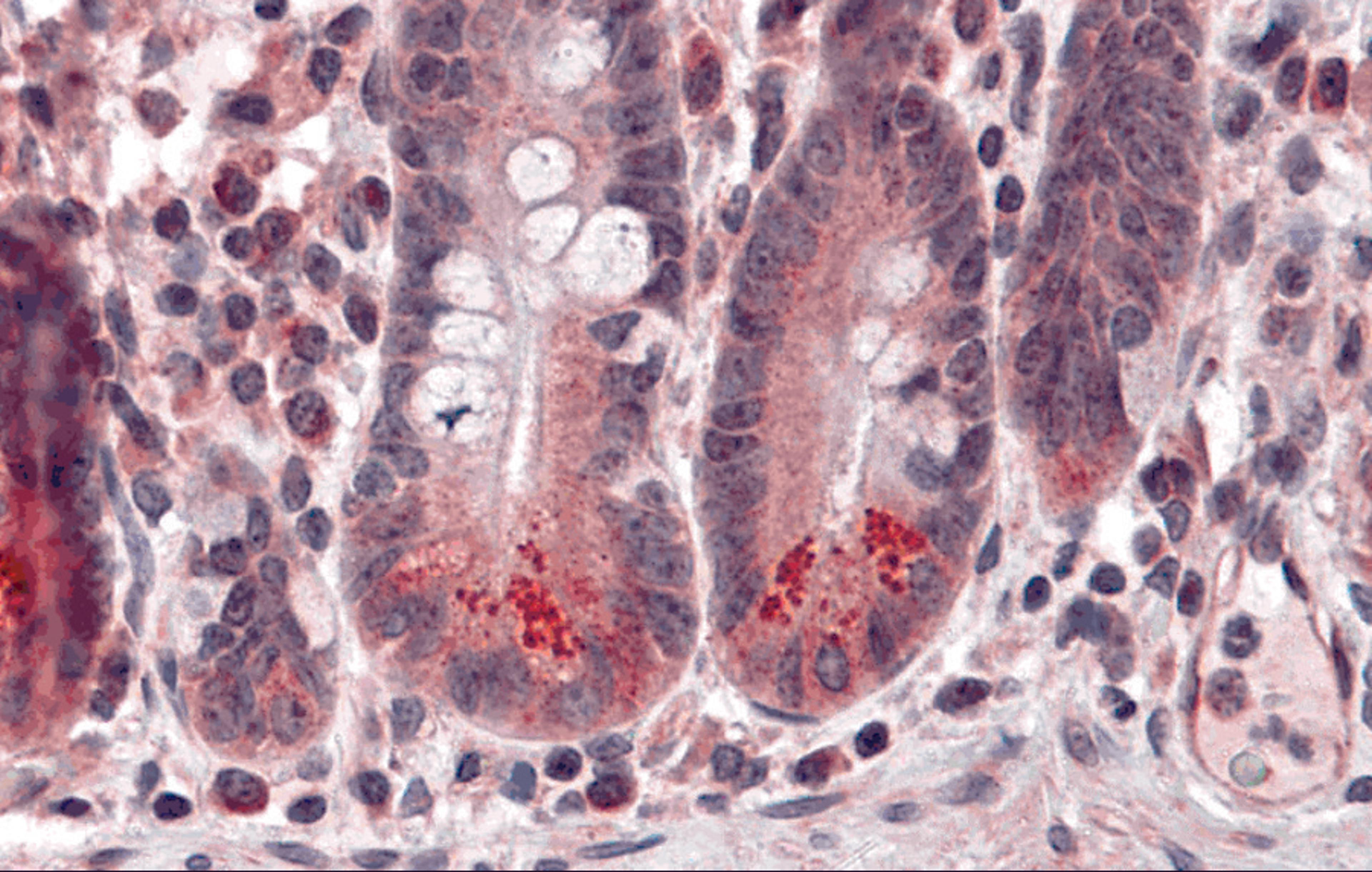 Immunohistochemistry of BRUCE in human small intestine tissue with BRUCE antibody at 5 &#956;g/mL.