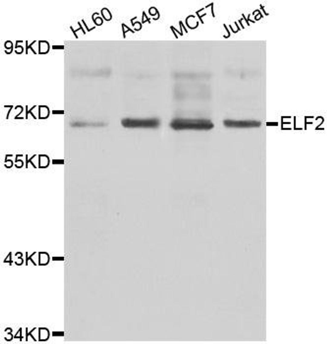 Western blot analysis of extracts of various cell lines using ELF2 antibody