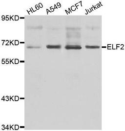 Western blot analysis of extracts of various cell lines using ELF2 antibody