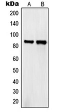 Western blot analysis of HeLa (Lane 1), COS7 (Lane 2) whole cell lysates using SEMA4A antibody