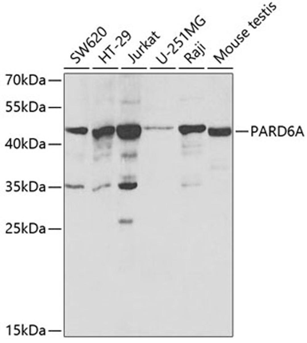 Western blot - PARD6A antibody (A3064)