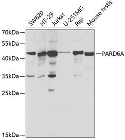 Western blot - PARD6A antibody (A3064)