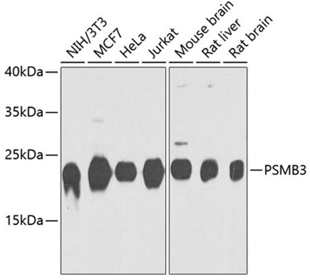 Western blot - PSMB3 antibody (A9947)