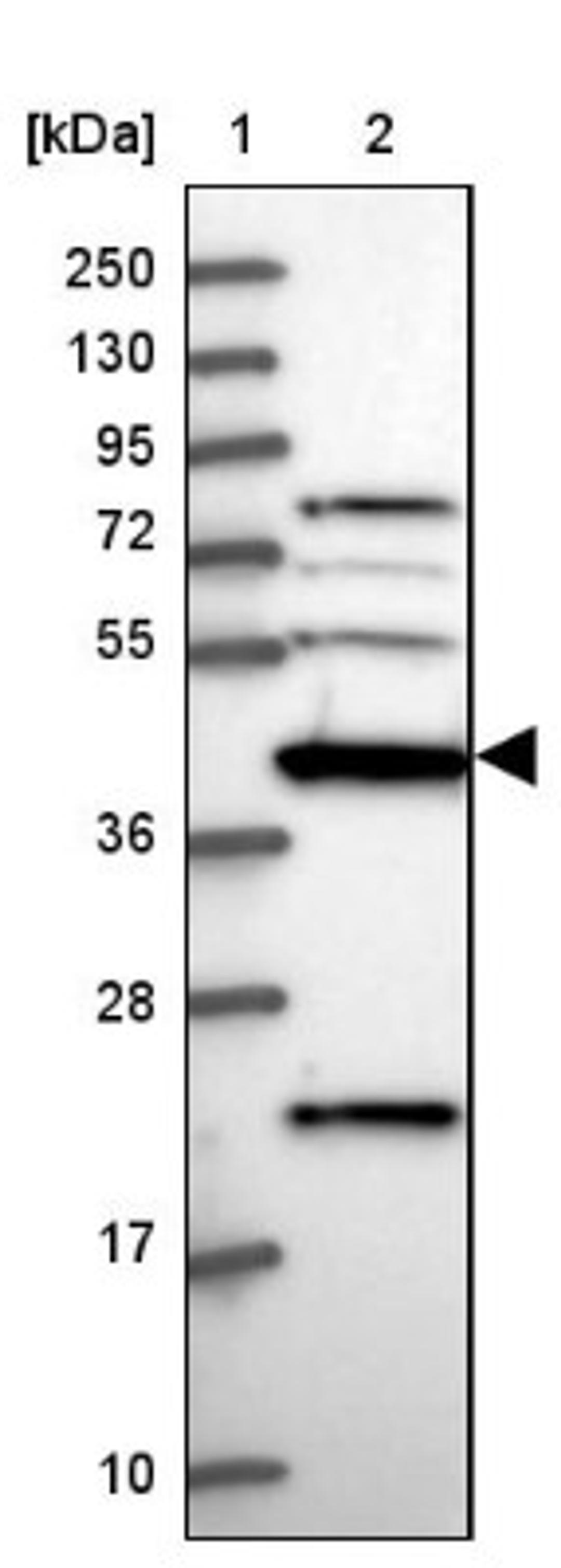 Western Blot: Creatine kinase MT 1A Antibody [NBP2-13840] - Lane 1: Marker [kDa] 250, 130, 95, 72, 55, 36, 28, 17, 10<br/>Lane 2: Human cell line RT-4