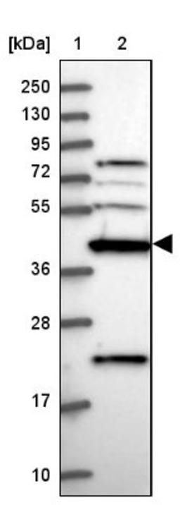 Western Blot: Creatine kinase MT 1A Antibody [NBP2-13840] - Lane 1: Marker [kDa] 250, 130, 95, 72, 55, 36, 28, 17, 10<br/>Lane 2: Human cell line RT-4