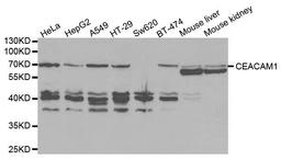 Western blot analysis of extracts of various cell lines using CEACAM1 antibody