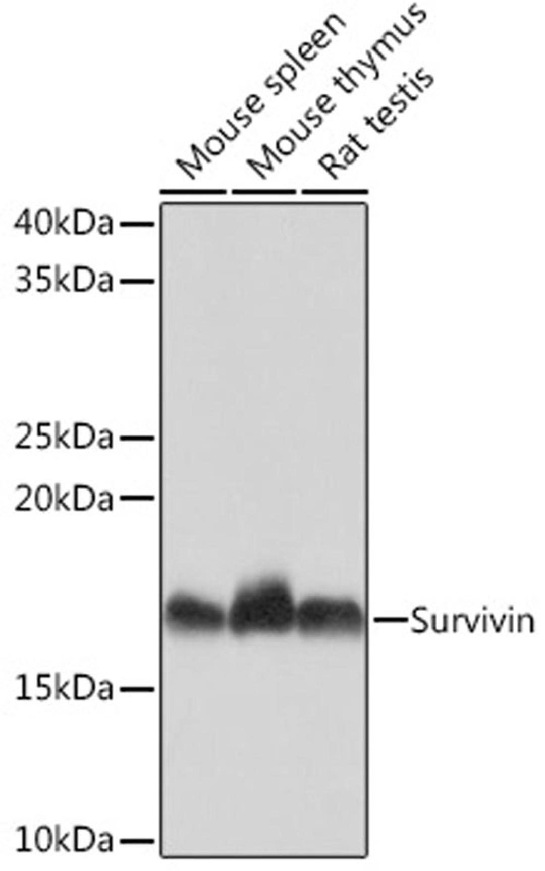 Western blot - Survivin Rabbit mAb (A4838)