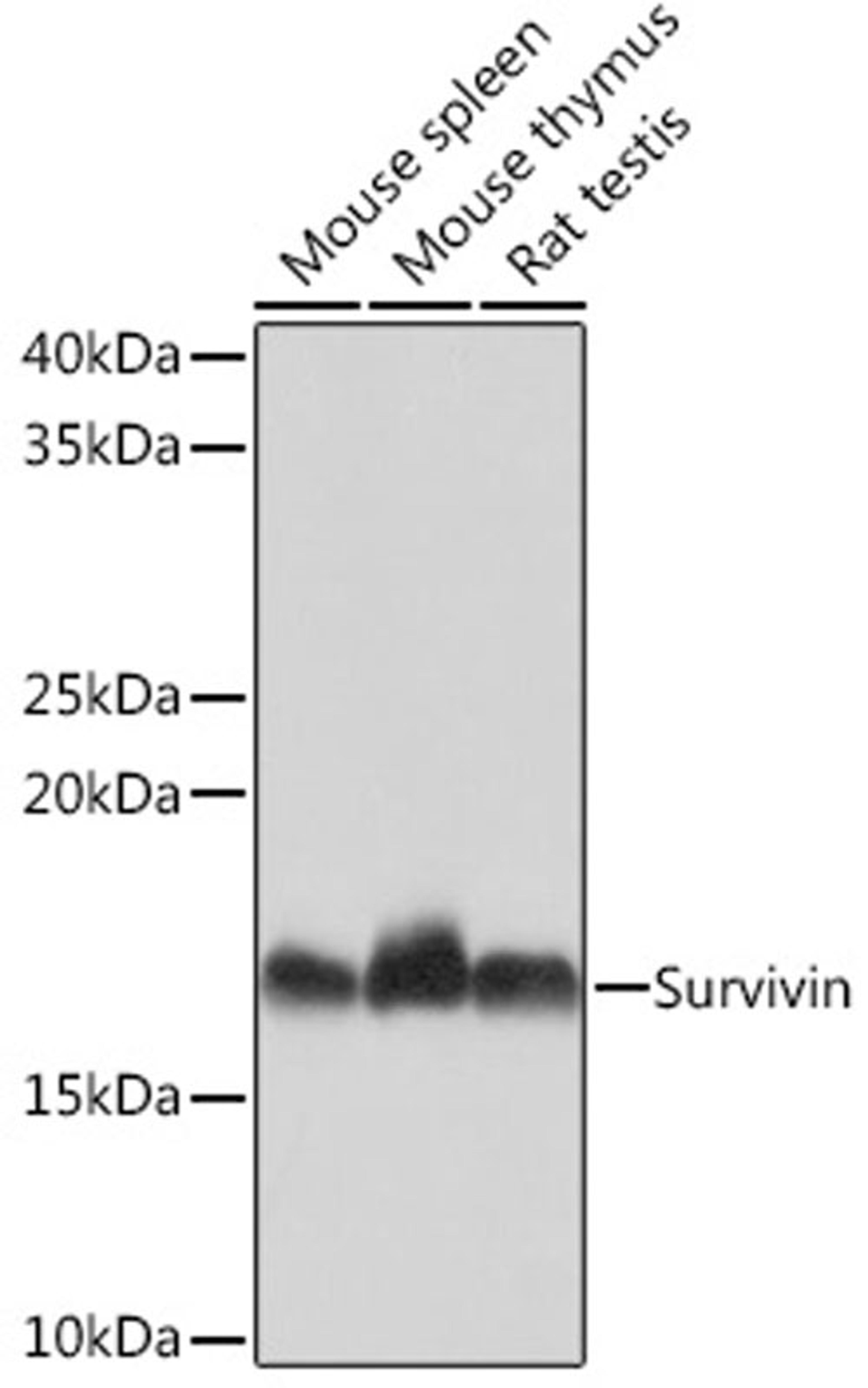 Western blot - Survivin Rabbit mAb (A4838)