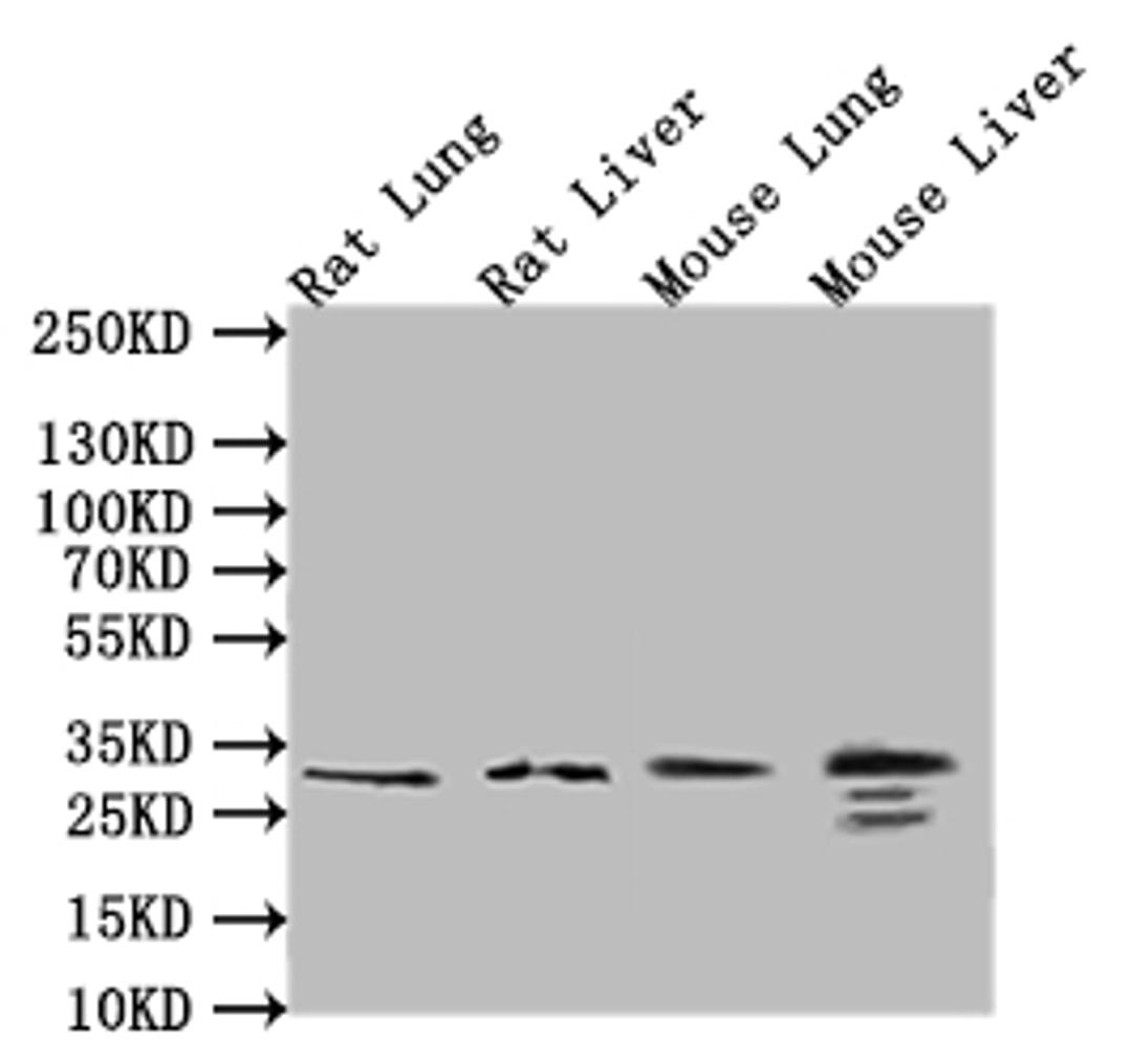 Western BlotPositive WB detected in: Rat Liver tissue lysate, Rat Lung tissue lysate, Mouse Liver tissue lysate, Mouse Lung tissue lysateAll lanes: CD9 antibody at 1:500SecondaryGoat polyclonal to rabbit IgG at 1/50000 dilutionPredicted band size: 25 kDaObserved band size: 25 kDa