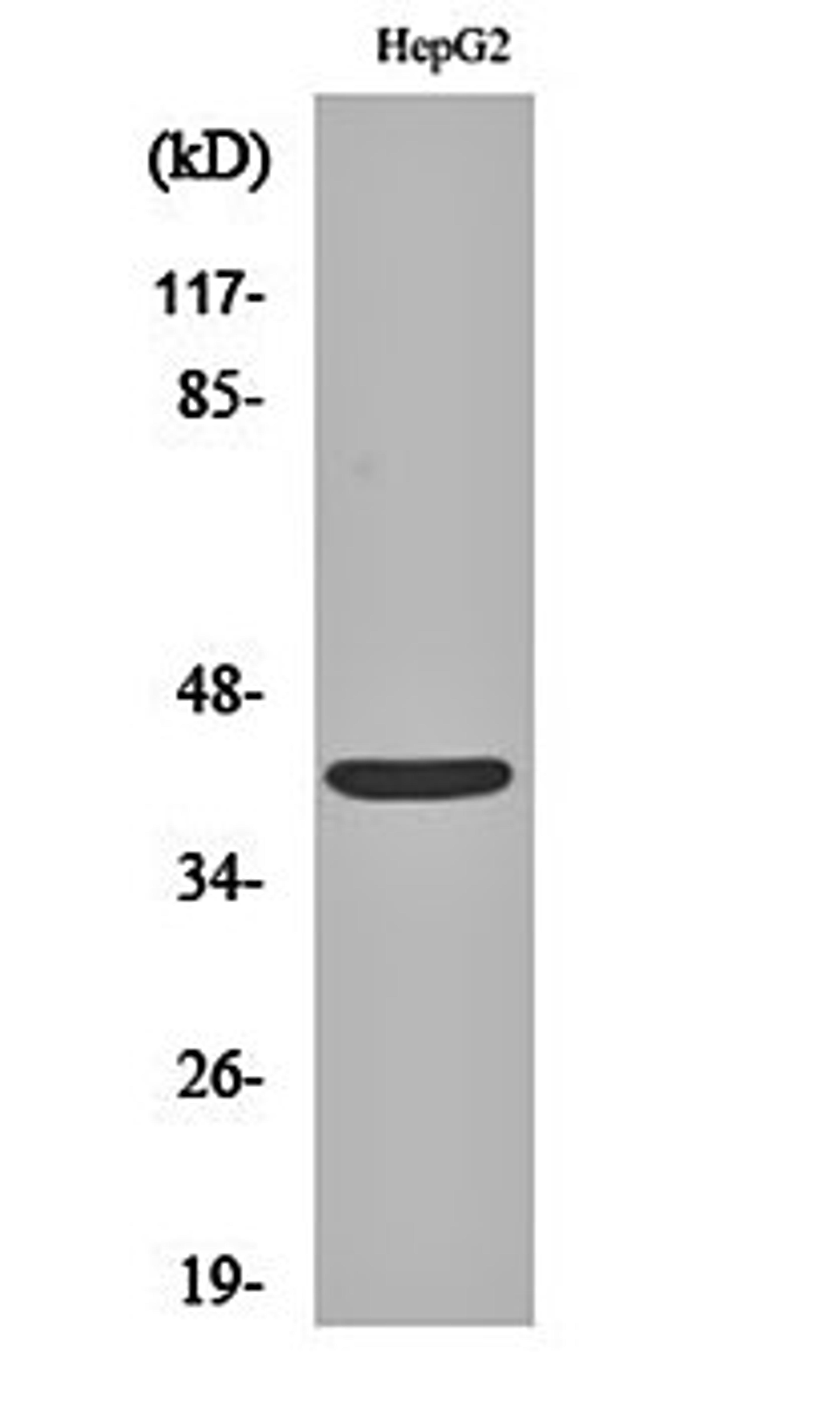 Western blot analysis of HepG2 cell lysates using EDG-6 antibody