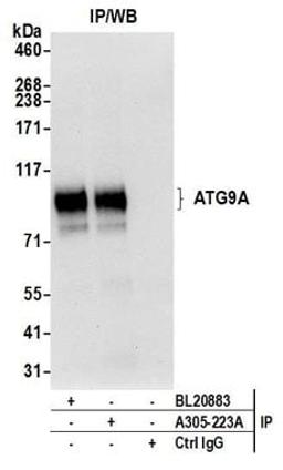 Detection of human ATG9A by western blot of immunoprecipitates.