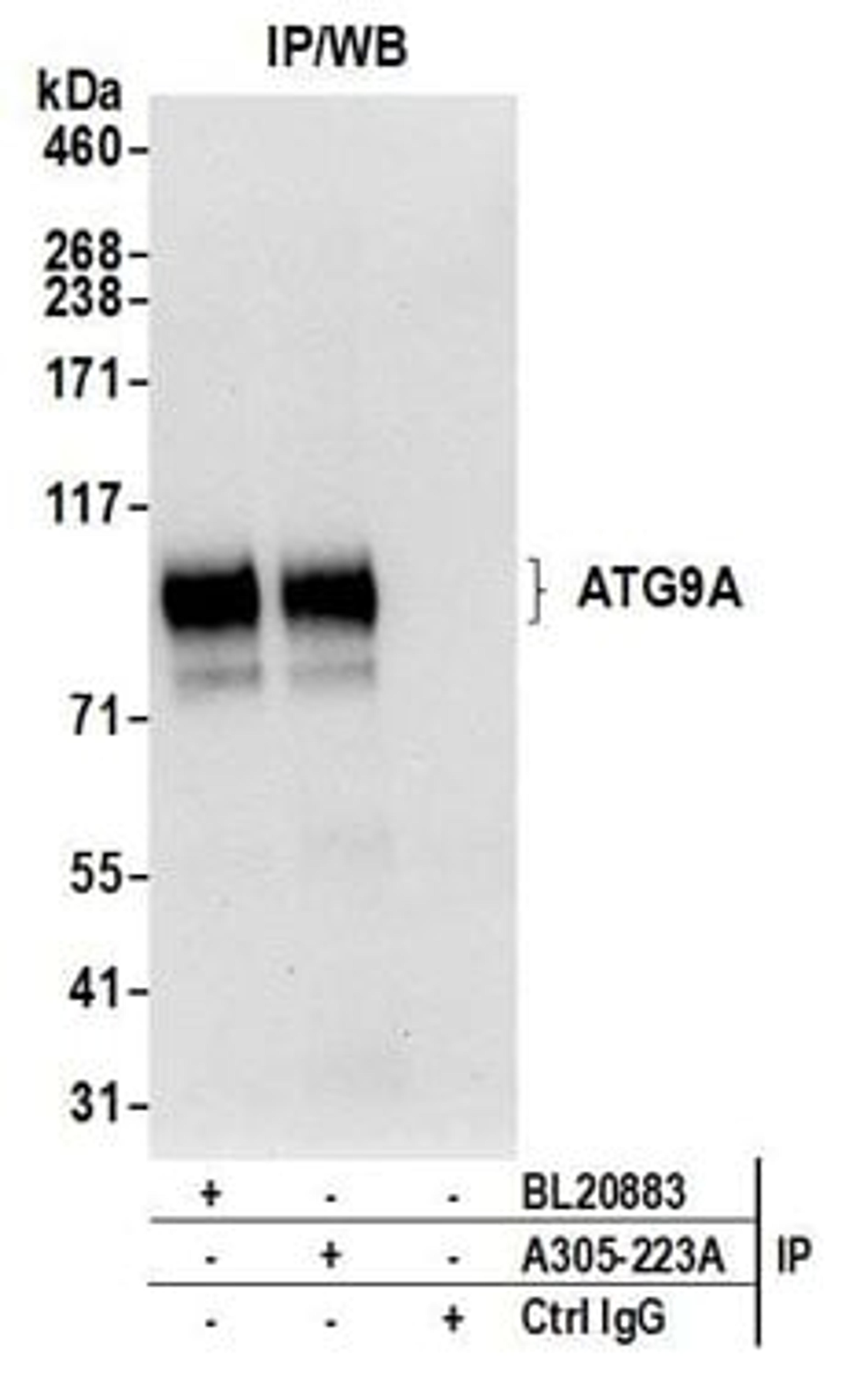 Detection of human ATG9A by western blot of immunoprecipitates.