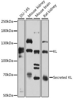 Western blot - KL antibody (A12028)