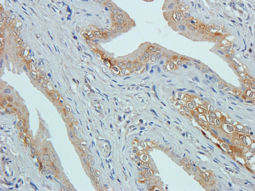 Immunohistochemical staining of paraffin embedded rat lymph node tissue using anti-VWF (2.5 ug/ml)